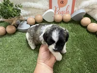 Lola, a female Shichon for sale in Springfield, MO – 6 of 8