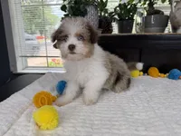 Toy size Clover blue eyes!!, a male Aussiedoodle for sale in Springfield, MO – 4 of 9