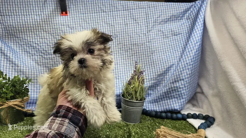 Tiny tiny Arlo – Mal Shi puppy for sale in Springfield, MO