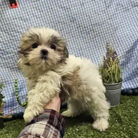 Tiny tiny Arlo, a male Mal Shi for sale in Springfield, MO – Photo 3 of 10