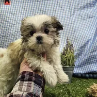 Tiny tiny Arlo, a male Mal Shi for sale in Springfield, MO – Photo 6 of 10