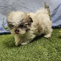 Tiny tiny Arlo, a male Mal Shi for sale in Springfield, MO – Photo 7 of 10