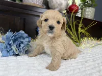 Jax, a male Havapoo for sale in Springfield, MO – 3 of 9