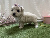 Monica, a female Havanese for sale in Springfield, MO – 6 of 8