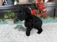 Nolan toy Aussiedoodle , a male Aussiedoodle for sale in Springfield, MO – 6 of 10