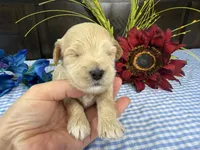 Pickles, a male Havapoo for sale in Springfield, MO – 2 of 10