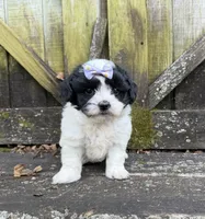 Lacey, a female Shichon for sale in Springfield, MO – 2 of 10
