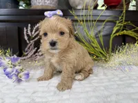 Birdie , a female Havapoo for sale in Springfield, MO – 3 of 8