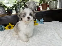 Toy size Caleb blue eyes !!!, a male Aussiedoodle for sale in Springfield, MO – 6 of 9