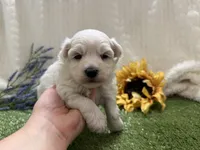 Rowen, a male Maltese for sale in Springfield, MO – 2 of 6