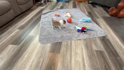 Toy size Clover blue eyes!!, a male Aussiedoodle for sale in Springfield, MO – 10 of 10