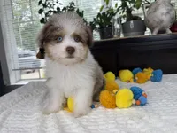 Toy size Clover blue eyes!!, a male Aussiedoodle for sale in Springfield, MO – 7 of 9