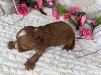 Kayla, a female Cavapoo for sale in Springfield, MO – 7 of 8
