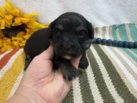 Dexter , a male Havanese for sale in Springfield, MO – 7 of 7