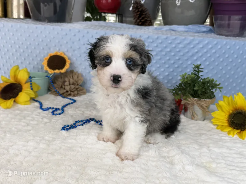 Toy size Conley blue eyes!!! – Aussiedoodle puppy for sale in Springfield, MO