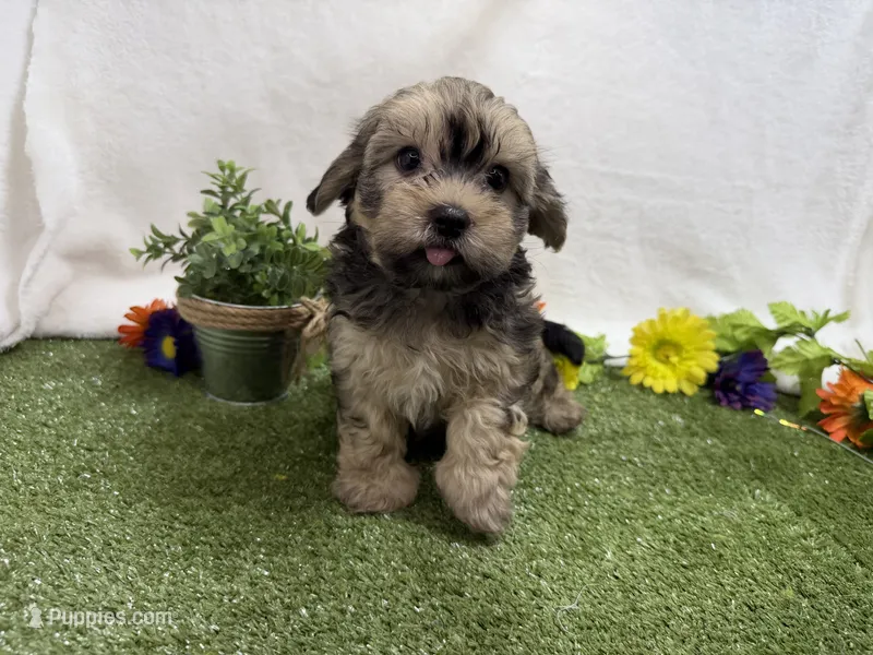 Sunny – Havanese puppy for sale in Springfield, MO