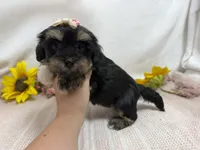 Nichole, a female Havanese for sale in Springfield, MO – 3 of 8