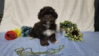 Tiny Archie, a male Havapoo for sale in Springfield, MO – Photo 10 of 10