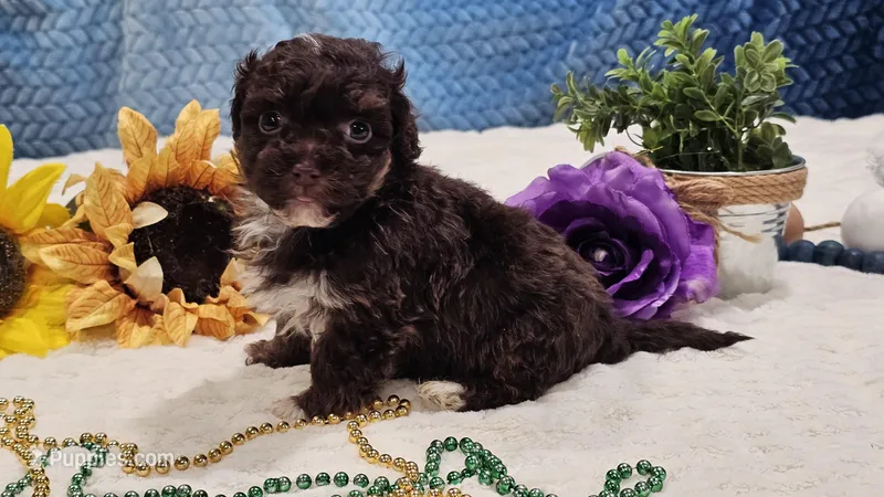 Tiny Archie – Havapoo puppy for sale in Springfield, MO