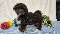 Tiny Archie, a male Havapoo for sale in Springfield, MO – Photo 8 of 10