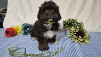 Tiny Archie, a male Havapoo for sale in Springfield, MO – Photo 4 of 10