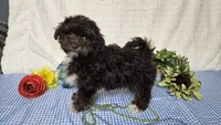 Tiny Archie, a male Havapoo for sale in Springfield, MO – Photo 6 of 10