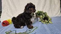 Tiny Archie, a male Havapoo for sale in Springfield, MO – Photo 5 of 10