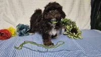 Tiny Archie, a male Havapoo for sale in Springfield, MO – Photo 9 of 10