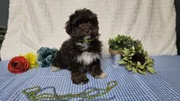 Tiny Archie, a male Havapoo for sale in Springfield, MO – Photo 3 of 10