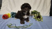 Tiny Archie, a male Havapoo for sale in Springfield, MO – Photo 2 of 10
