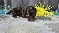 Tiny Archie, a male Havapoo for sale in Springfield, MO – Photo 4 of 8