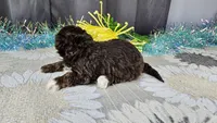 Tiny Archie, a male Havapoo for sale in Springfield, MO – Photo 2 of 8