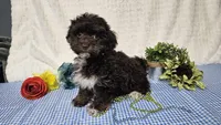 Tiny Archie, a male Havapoo for sale in Springfield, MO – Photo 7 of 10