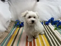 Ben, a male Maltese for sale in Springfield, MO – 3 of 8