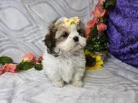 Candy, a male Shih Tzu for sale in Springfield, MO – Photo 4 of 4