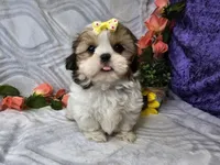 Candy, a male Shih Tzu for sale in Springfield, MO – Photo 1 of 4