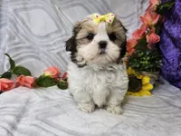 Candy, a male Shih Tzu for sale in Springfield, MO – Photo 3 of 4
