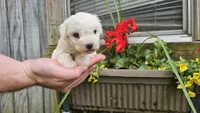 Nate, a male Bichon Frise for sale in Springfield, MO – 4 of 7