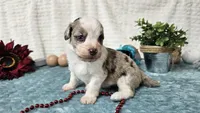 Toy size Caleb, a male Aussiedoodle for sale in Springfield, MO – 6 of 10