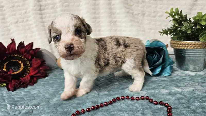 Toy size Caleb – Aussiedoodle puppy for sale in Springfield, MO