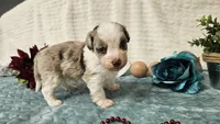 Toy size Caleb, a male Aussiedoodle for sale in Springfield, MO – 8 of 10