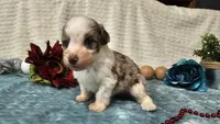 Toy size Caleb, a male Aussiedoodle for sale in Springfield, MO – 4 of 10
