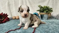 Toy size Caleb, a male Aussiedoodle for sale in Springfield, MO – 3 of 10