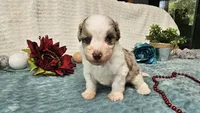 Toy size Caleb, a male Aussiedoodle for sale in Springfield, MO – 2 of 10
