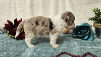 Toy size Caleb, a male Aussiedoodle for sale in Springfield, MO – 9 of 10