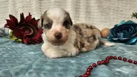Toy size Caleb, a male Aussiedoodle for sale in Springfield, MO – 5 of 10