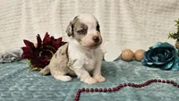 Toy size Caleb, a male Aussiedoodle for sale in Springfield, MO – 7 of 10