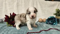 Toy size Caleb, a male Aussiedoodle for sale in Springfield, MO – 10 of 10