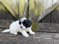 Lacey, a female Shichon for sale in Springfield, MO – 5 of 10
