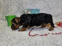 Skyler, a male Yorkshire Terrier for sale in Springfield, MO – Photo 6 of 8